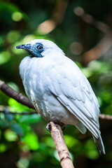 Birds on nature