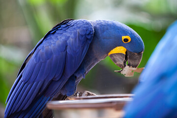 Birds on nature