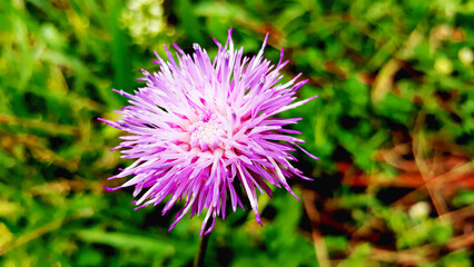 thistle flower in spring