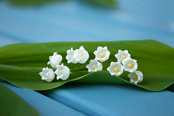 Lily of the valley flower on blue background