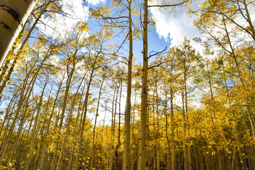 Fall time in Utah's Big Cottonwood Canyon