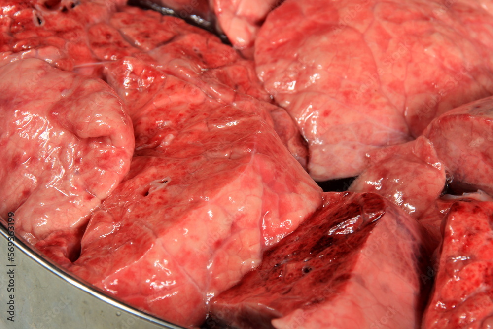 Wall mural fresh animal lungs in a metal pot, close-up