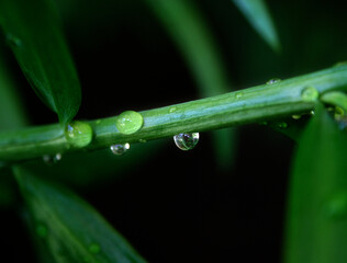 Obraz premium Dew on Plant