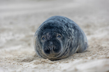 Young seal in its natural habitat laying on the beach and dune in Dutch north sea cost (Noordzee)...