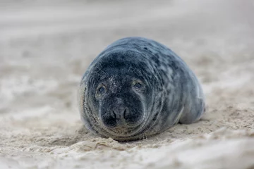 Tuinposter Young seal in its natural habitat laying on the beach and dune in Dutch north sea cost (Noordzee) The earless phocids or true seals are one of the three main groups of mammals, Pinnipedia, Netherlands © Sarawut