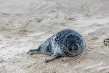 Rolgordijnen Young seal in its natural habitat laying on the beach and dune in Dutch north sea cost (Noordzee) The earless phocids or true seals are one of the three main groups of mammals, Pinnipedia, Netherlands © Sarawut