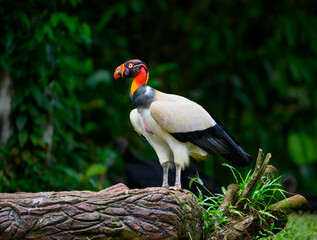 King Vulture standing on log, portrait against dark green background