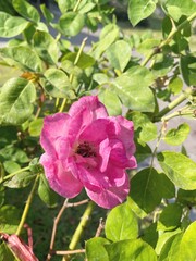 Obraz premium Beautiful of red rose flower