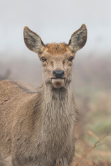 Female deer staring at camera