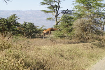 Naklejka na ściany i meble Kenya - Lake Nakuru National Park - Giraffe