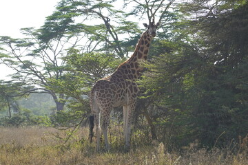 Kenya - Lake Nakuru National Park - Giraffe