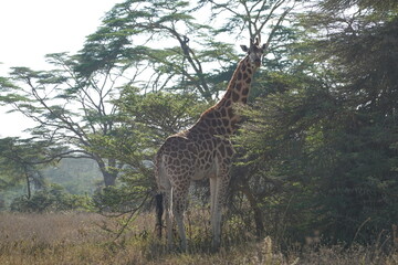 Kenya - Lake Nakuru National Park - Giraffe