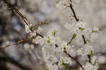 White flowers in the tree blooming in the early spring. White flowers on the branches of a tree. Close up of the spring cherry flowers. 