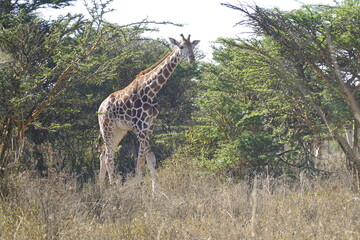 Kenya - Lake Nakuru National Park - Giraffe