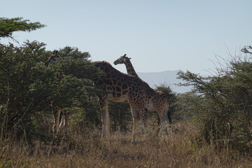 Kenya - Lake Nakuru National Park - Giraffe
