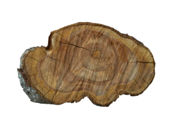 Cross section of a tree trunk with growth rings, for displaying perfumes, jewelry and beauty products, isolated on a transparent background