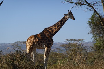 Kenya - Lake Nakuru National Park -  Giraffe