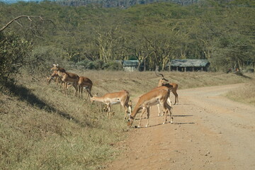 Kenya - Lake Nakuru National Park - Impala
