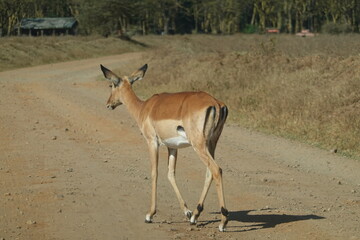 Naklejka na ściany i meble Kenya - Lake Nakuru National Park - Impala