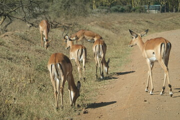Kenya - Lake Nakuru National Park - Impala