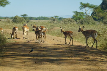 Kenya - Lake Nakuru National Park - Impala