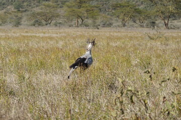 Kenya - Lake Nakuru National Park - Secretary Bird