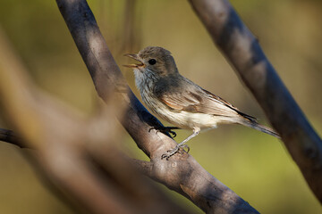 Rufous Whistler - Pachycephala rufiventris in Queensland, Australia. Beautiful singing colorful australian song bird with orange red breast and belly in the forest with beautiful background