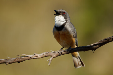 Rufous Whistler - Pachycephala rufiventris in Queensland, Australia. Beautiful singing colorful australian song bird with orange red breast and belly in the forest with beautiful background