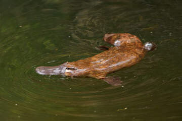 Platypus - Ornithorhynchus anatinus, duck-billed platypus, semiaquatic egg-laying mammal endemic to eastern Australia, including Tasmania. Strange water marsupial with duck beak and flat fin tail - 569366996