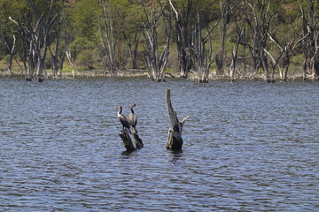 Kenya - Lake Nakuru National Park - Boat View - Various Birds