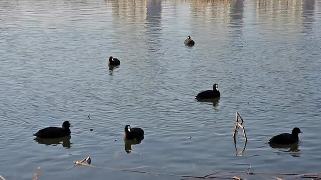 호수에서 놀고 있는 물새들(이 영상에는 사람이 없습니다)