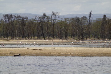 Kenya - Lake Nakuru National Park - Boat View - Pelican, Pink Flamingo, Various Birds