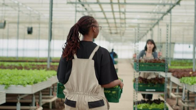African american farm worker walking away in greenhouse holding crate greeting caucasian woman pusing crates with lettuce. Vegetables picker preparing daily production for delivery to local business.