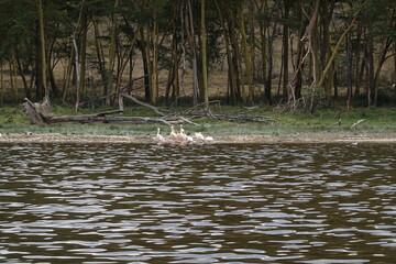 Kenya - Lake Nakuru National Park - Boat View - Various Birds