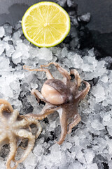 frozen seafood in a fish shop
