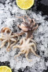 frozen seafood in a fish shop
