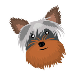 Head of funny Yorkshire terrier dog on white background
