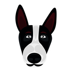 Head of funny dog on white background