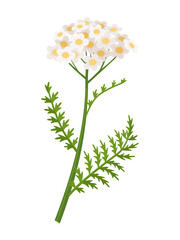 Yarrow flower vector illustration, scientific name Achillea millefolium, isolated on white background. © Arif_Vector