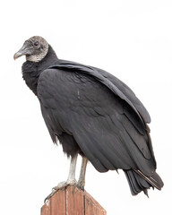 Black Vulture Perched