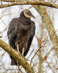 Black Vulture Feeding