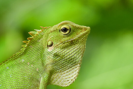 Chameleon is a special name for various types of lizards that have the ability to change the color of their skin