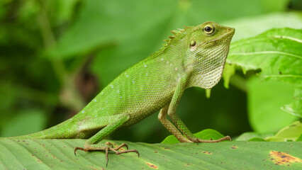 Chameleon is a special name for various types of lizards that have the ability to change the color of their skin