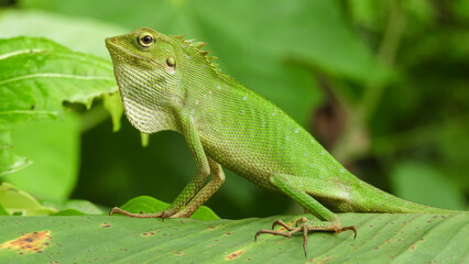 Chameleon is a special name for various types of lizards that have the ability to change the color of their skin