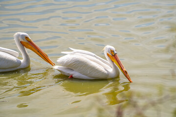 A pair of American white pelicans fishing. 