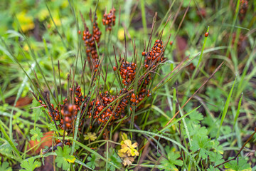 Lady bugs wintering. Many ladybugs on the grass. Selective focus.