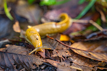 Banana slug (Ariolimax columbianus) crawling on wet leaves in the forest. Selective focus.