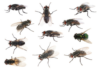 Collage with different common flies on white background