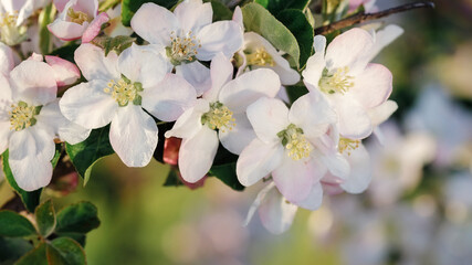 A sprig of white spring apple blossoms