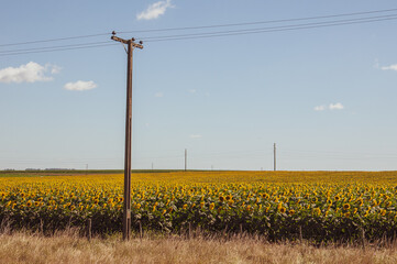 View of a field of sunflowers